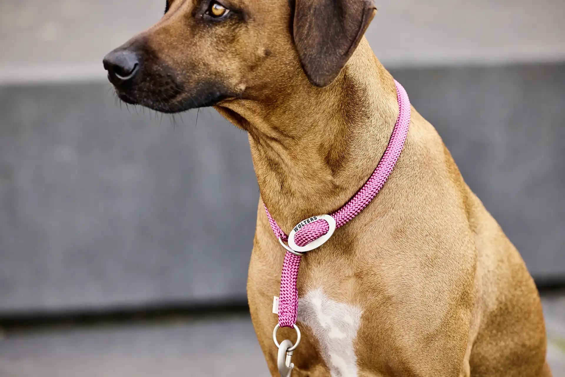 K2-Tauprogramm Schlupfhalsband